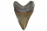 Serrated, Fossil Megalodon Tooth - Collector Quality #325232-1
